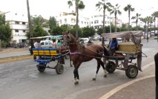 Casablanca verliest strijd tegen karren met trekdieren