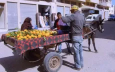 Chaos door paardenkarren in Casablanca