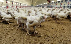 China verbiedt import Marokkaans pluimvee