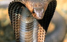 Illegale handel in wilde dieren opgerold in Nador