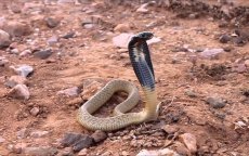 Zorgen in Marokko: cobra's losgelaten bij Marrakech? 