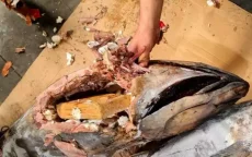 Cocaïne gevonden in ingewanden tonijn in Marokko