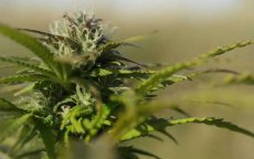 Tanger gastheer van eerst cannabis-conferentie in Marokko