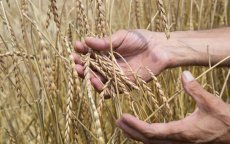 Graanoogst met 67% gedaald in Marokko