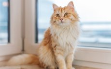 Details over katten ontmaskeren fraude Marokkaanse vrouw in Zwitserland