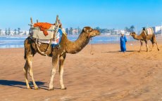 Stranden Marokko: toeristen zijn overlast van dieren beu 