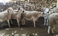 Eid ul-Adha in Marokko: 1700 dierenartsen gaan verkoop en slacht controleren
