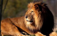 Tanger gaat grond onteigenen voor nieuwe dierentuin 