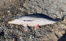 Marokkaanse vissers beschuldigd van doden dolfijnen in Sebta