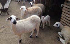 Eid ul-Adha: verkoop van schapen verboden in Marokko?