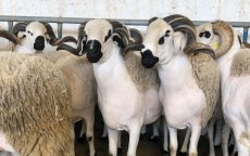 Eid ul-Adha 2024: schapen nog duurder!