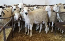 Eid ul-Adha: verwachte datum in Marokko