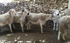 Prijs schaap: zullen Marokkanen Eid ul-Adha vieren?