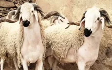 Eid ul-Adha in Marokko: ruim 5 miljoen schapen geregistreerd