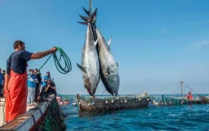 Europese Unie wil toch visdeal met Marokko! 