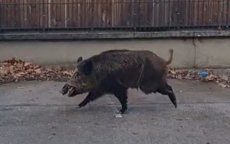 Wild zwijn veroorzaakt paniek op school in Fez