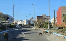 Angst en paniek in Essaouira door wilde zwijnenplaag