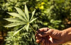 Historisch: Marokkaanse cannabis voor het eerst legaal naar Europa geëxporteerd