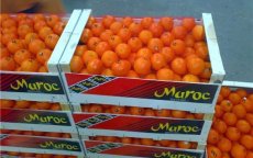 Marokko is belangrijkste leverancier van groenten en fruit aan Spanje