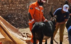 Ezel week na aardbeving levend uit puin gehaald in Marokko