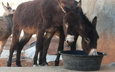 Monden ezels vastgebonden met ijzerdraad in Sidi Ifni