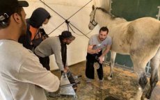 Fransman gaat paarden Marokkaanse Koninklijke Garde verzorgen