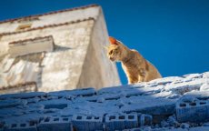 Drie maanden celstraf voor doodslaan kat in Tetouan