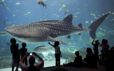 Casablanca krijgt gigantisch aquarium