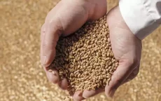 Marokko gaat 2,5 miljoen ton tarwe importeren