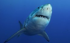 Haaien gespot bij stranden Nador