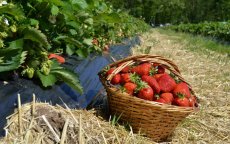 Hepatitis A in Marokkaanse aardbeien: autoriteiten reageren