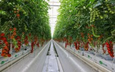 Nederlandse innovatie in Agadir: nieuwe high-tech tomatenserre