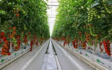 Nederlandse innovatie in Agadir: nieuwe high-tech tomatenserre