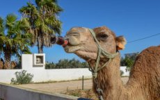 Marokko: nieuwe hittegolfwaarschuwing
