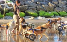 Video gehandicapte honden op strand raakt Marokkanen