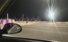 Levensgevaarlijke situatie: zwerfhonden nemen Marokkaanse snelwegen over