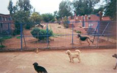 Marrakech bouwt asiel voor zwerfhonden