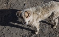 Melilla bezorgd over hondsdolheid uit Marokko