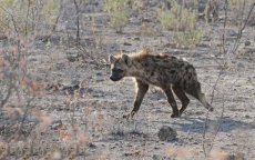 Celstraf voor doden hyena in Marokko