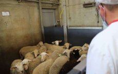 Illegale schapenslachterij opgerold in Gelderland