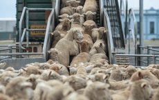 Marokko importeert opnieuw buitenlands vee voor Eid ul-Adha