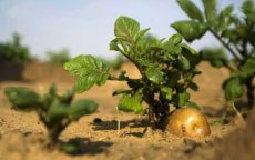 Exportpotentieel Marokko en Israël sterk gegroeid
