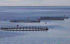 Israël bouwt zeeviskwekerij in Tanger