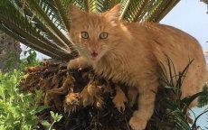 Brandweer redt kat in Marrakech (video)