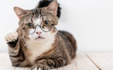 Kat Marokkaans parlementslid voorpaginanieuws in VS