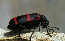 Nieuwe diersoort ontdekt in Marokko