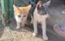 Khadija verandert leven van zwerfkatten in Marokko (video)