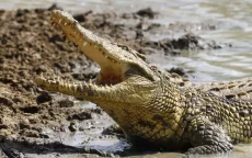 Onderzoek in Marokko toont aan: krokodillen herkennen babygehuil