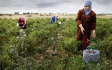 Strategische landbouwplan in Tanger-Tetouan-Al Hoceima