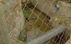 Spanje: lichaam Marokkaan gevonden in irrigatiekanaal (video)